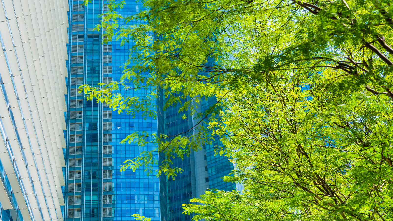 A modern glass skyscraper with leafy trees in the foreground